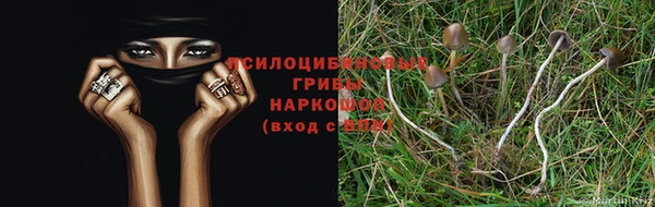 стаф Заводоуковск