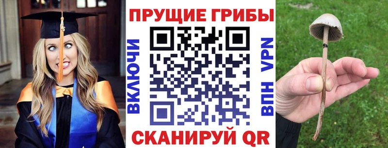 дарнет шоп MEGA рабочий сайт Псилоцибиновые грибы Psilocybe мориарти официальный сайт Выборг